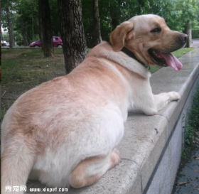 饲养拉布拉多寻回犬期间的几大误区