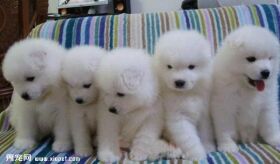如何选购一只健康的萨摩耶犬