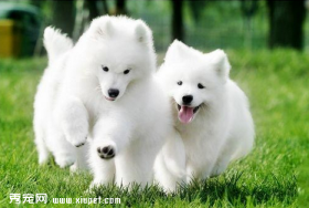 新手该如何选购萨摩耶犬?