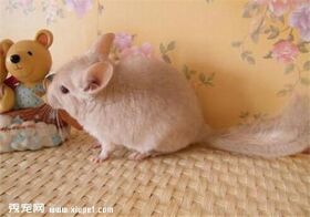 龙猫日常生活需要哪些生活用品?
