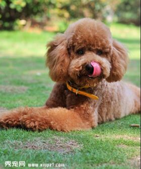 怎么判断泰迪年龄大小?泰迪犬年龄判断标准