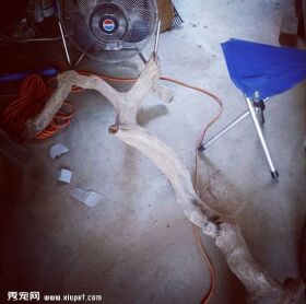 一枝树枝变成五星级猫架的制作过程