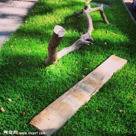 一枝树枝变成五星级猫架的制作过程