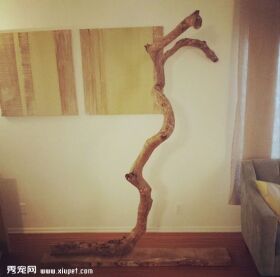 一枝树枝变成五星级猫架的制作过程