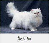 盘点43个猫猫品种大全，太详细了！