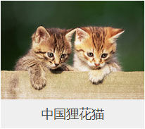 盘点43个猫猫品种大全，太详细了！