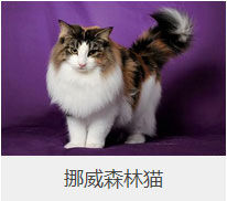 盘点43个猫猫品种大全，太详细了！