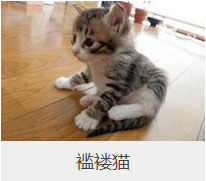 盘点43个猫猫品种大全，太详细了！