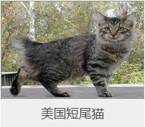 盘点43个猫猫品种大全，太详细了！