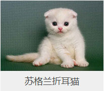 盘点43个猫猫品种大全，太详细了！