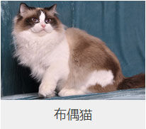 盘点43个猫猫品种大全，太详细了！