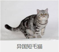盘点43个猫猫品种大全，太详细了！