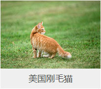 盘点43个猫猫品种大全，太详细了！