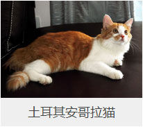 盘点43个猫猫品种大全，太详细了！
