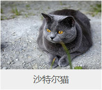 盘点43个猫猫品种大全，太详细了！