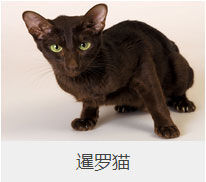 盘点43个猫猫品种大全，太详细了！