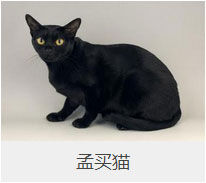 盘点43个猫猫品种大全，太详细了！