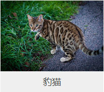 盘点43个猫猫品种大全，太详细了！