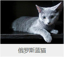 盘点43个猫猫品种大全，太详细了！