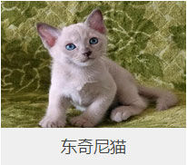 盘点43个猫猫品种大全，太详细了！