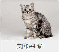 盘点43个猫猫品种大全，太详细了！
