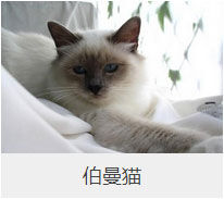 盘点43个猫猫品种大全，太详细了！