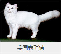 盘点43个猫猫品种大全，太详细了！