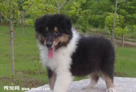 宠物犬苏格兰牧羊犬幼犬的饲养方法