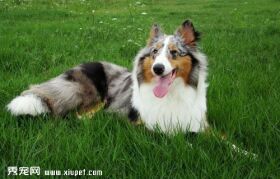 苏格兰牧羊犬