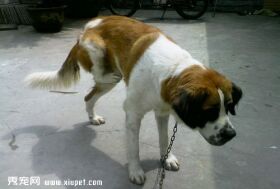 圣伯纳犬有体味该怎么办?