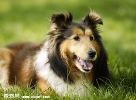 宠物犬喜乐蒂牧羊犬护理小知识