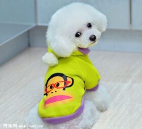 【狗狗造型图片】宠物美容造型展示图片大全
