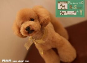【泰迪造型】泰迪犬造型图片大全