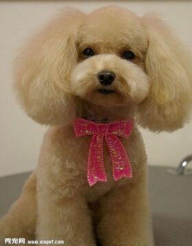 【泰迪造型】泰迪犬造型图片大全