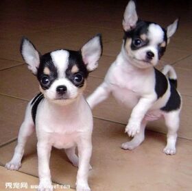 狗狗患上精神疾病怎么办
