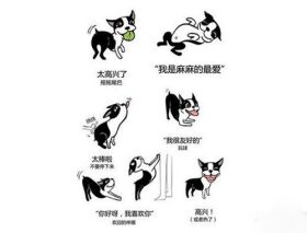 狗狗肢体语言的表达意思
