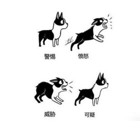 狗狗肢体语言的表达意思