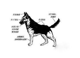 狗狗肢体语言的表达意思