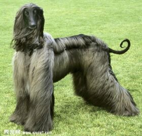 阿富汗猎犬的选购技巧