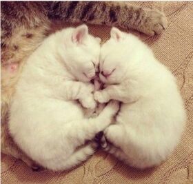 可爱猫猫个性独特名字大全