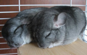 龙猫的饲养方法及龙猫的喂养规则