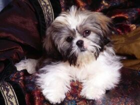 长毛西施犬冬天怕冷吗?